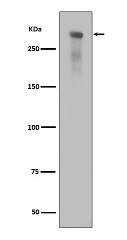 Anti-Phospho-DNA PKcs (S2056) PRKDC Rabbit Monoclonal Antibody