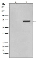 Western blot analysis of Phospho-ATF2 (T71) expression in (1) HeLa cell lysate; (2) HeLa cell lysate treated with Anisomycin.