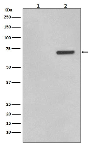 Western blot analysis of Phospho-ATF2 (T71) expression in (1) HeLa cell lysate; (2) HeLa cell lysate treated with Anisomycin.