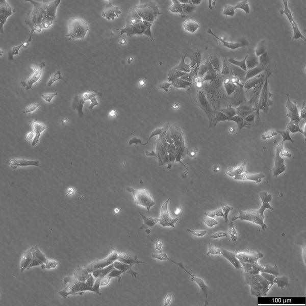 P19 cell