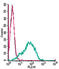 Anti-P2Y6 Receptor (extracellular)-PE Antibody