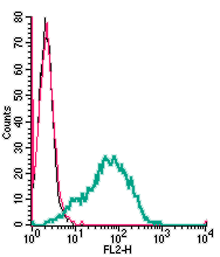 Anti-P2Y6 Receptor (extracellular)-PE Antibody