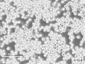 P3X63Ag8.653 cell