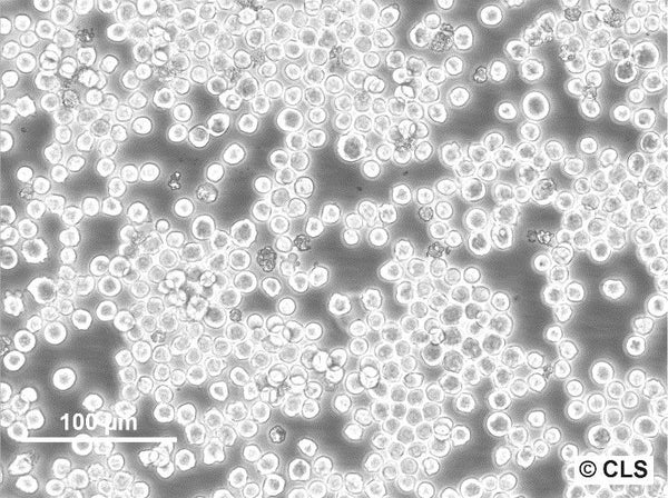 P3X63Ag8.653 cell