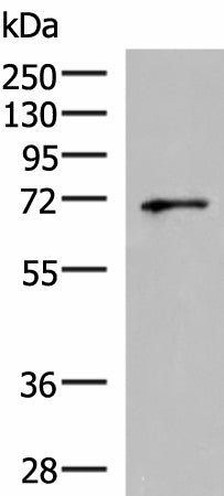 GSPT2 Polyclonal Antibody – Figure 1 of 4