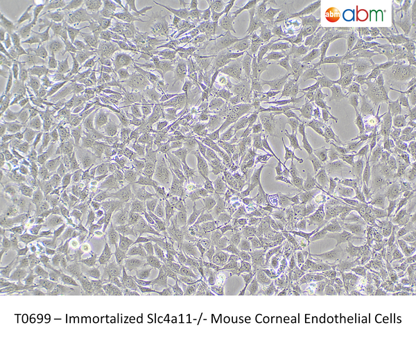 Immortalized Slc4a11-/- Mouse Corneal Endothelial Cells | Applied Biological Materials (abm)