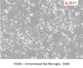 Immortalized Rat Microglia - SV40 | Applied Biological Materials (abm)