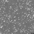 PATU8988T cell