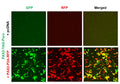 PAX2 Reporter Lentivirus – Figure 1 of 7