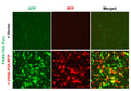 PAX6 Reporter Lentivirus – Figure 1