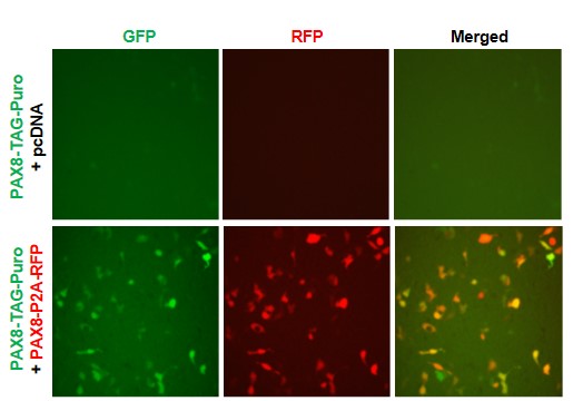 PAX8 Reporter Lentivirus – Figure 1 of 8