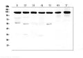 Anti-beta Amyloid/APP Antibody Picoband®