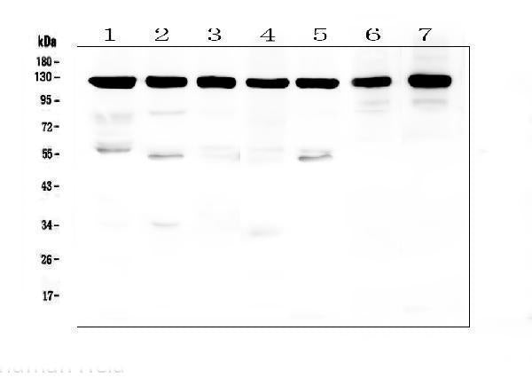 Anti-beta Amyloid/APP Antibody Picoband®