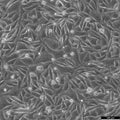 PC-3M cell