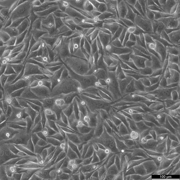 PC-3M cell