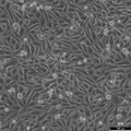 PC-3 cell