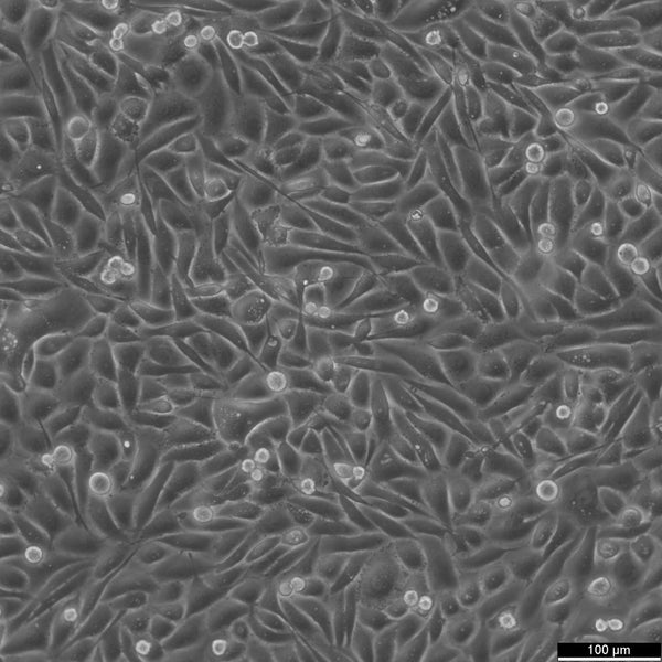 PC-3 cell