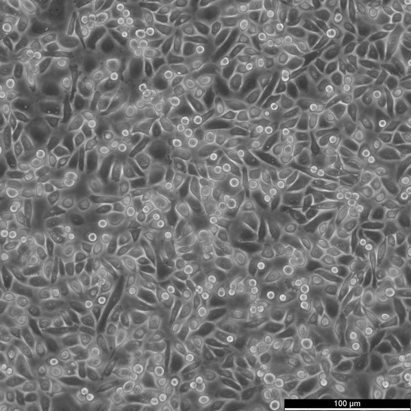 PC-9 cell