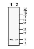 BDNF Positive Control for Western Blot