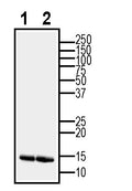 GDNF Positive Control for Western Blot
