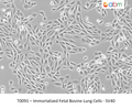 Immortalized Fetal Bovine Lung Cells - SV40 – Figure 1 of 1