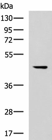 MLNR Polyclonal Antibody – Figure 1 of 4