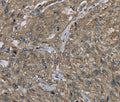 CLPS Polyclonal Antibody – Figure 1 of 3