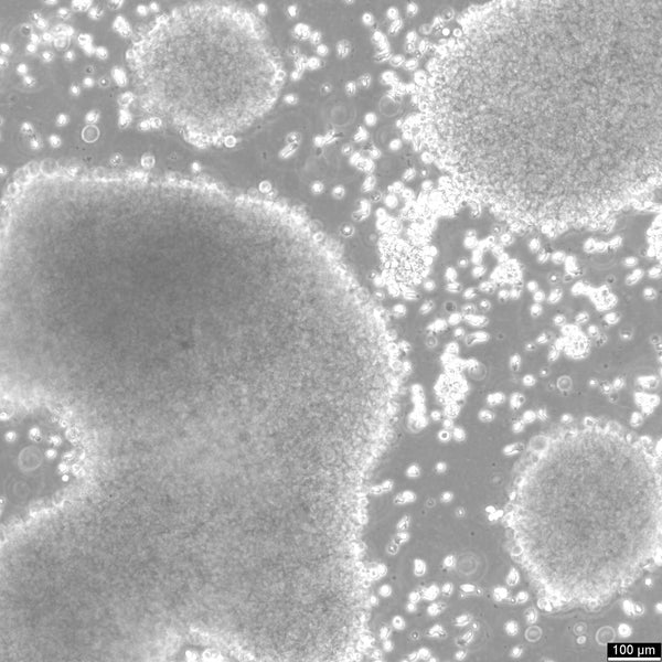PLH cell