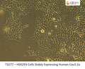HEK293 Cells Stably Expressing Human Cav3.2a | Applied Biological Materials (abm)
