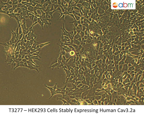 HEK293 Cells Stably Expressing Human Cav3.2a | Applied Biological Materials (abm)