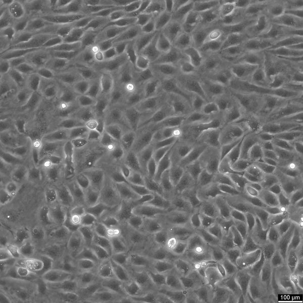 PM-LGSOC-01 cell