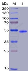Human GITR Protein, hFc-His tag – Figure 1 of 1