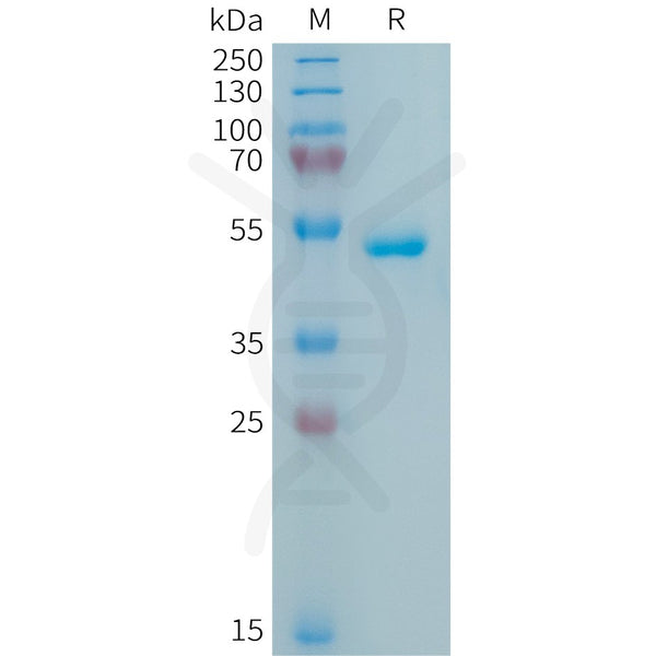 Human APRIL Protein, hFc Tag – Figure 1 of 1