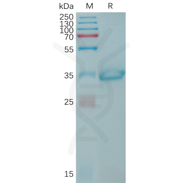 Human CLDN6(138-160) Protein, N-hFc Tag – Figure 1 of 1