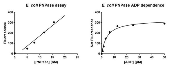 E. coli Polynucleotide Phosphorylase (PNPase) Assay Kit – Figure 1 of 1