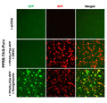 PPRE Reporter Lentivirus (Pan) – Figure 1 of 11