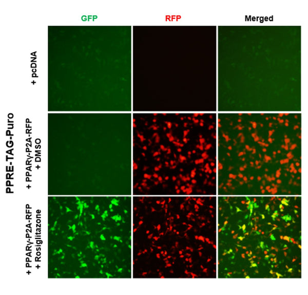 PPRE Reporter Lentivirus (Pan) – Figure 1 of 11