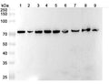 Anti Arabidopsis HSP70 Polyclonal Antibody – Lane 1: Hela cell lysateLane 2: A431 cell lysateLane 3: A549 cell lysateLane 4: 293T cell lysateLane 5: K562 cell lysateLane 6: NIH3T3 cell lysateLane 7: Mouse brain lysateLane 8: Rat brain lysateLane 9: Rat liver lysate