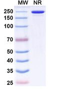Anti-Bet v 1 Allergen Reference Antibody (Atisnolerbart) – Figure 1 of 1