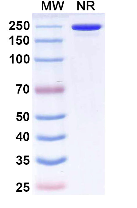Anti-Bet v 1 Allergen Reference Antibody (Atisnolerbart) – Figure 1 of 1