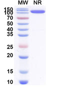 SDS-PAGE for Anti-Bet v 1/Allergen Bet v I-A Antibody (SAA0668).