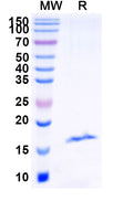 SDS-PAGE for Anti-Castor bean Ricin Nanobody (SAA0983)