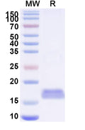 SDS-PAGE for Anti-Castor bean Ricin Nanobody (SAA0985)
