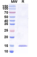 SDS-PAGE for Anti-Castor bean Ricin Nanobody (SAA0988)