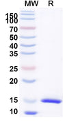SDS-PAGE for Anti-Castor bean Ricin Nanobody (SAA0990)