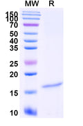 SDS-PAGE for Anti-Castor bean Ricin Nanobody (SAA0998)