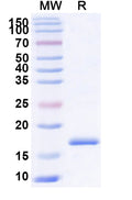 SDS-PAGE for Anti-Castor bean Ricin Nanobody (SAA1000)