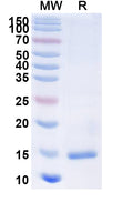 SDS-PAGE for Anti-Castor bean Ricin Nanobody (SAA1097)