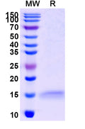 SDS-PAGE for Anti-Castor bean Ricin Nanobody (SAA1120)