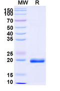 SDS-PAGE for Anti-Castor bean Ricin Nanobody (SAA1148)